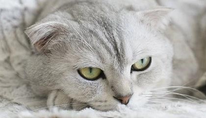 红河最新公积金卡个人网上激活方法分析(最方便真实的红河公积金卡个人网上激活要多久方法)